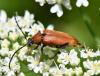 Stictoleptura rubra